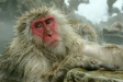Japanese Macaque, Honshu, Japan